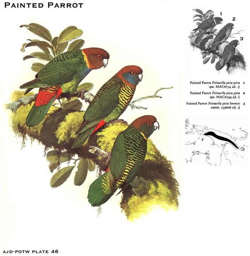 Painted Parrot (Psittacella picta) {!--오색앵무-->; DISPLAY FULL IMAGE.