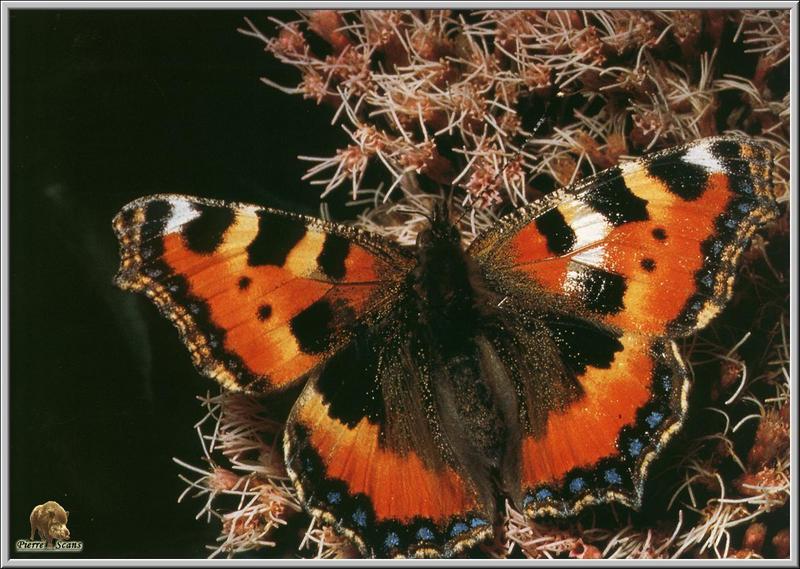 Small Tortoiseshell (Aglais urticae) {!--쐐기풀나비(북미)-->; DISPLAY FULL IMAGE.