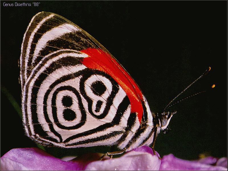 Eighty-eight Butterfly (Diaethria sp.) {!--팔팔나비-->; DISPLAY FULL IMAGE.