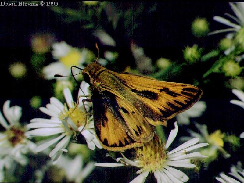 Fiery Skipper (Hylephila phyleus) {!--북미산 팔랑나비류-->; DISPLAY FULL IMAGE.