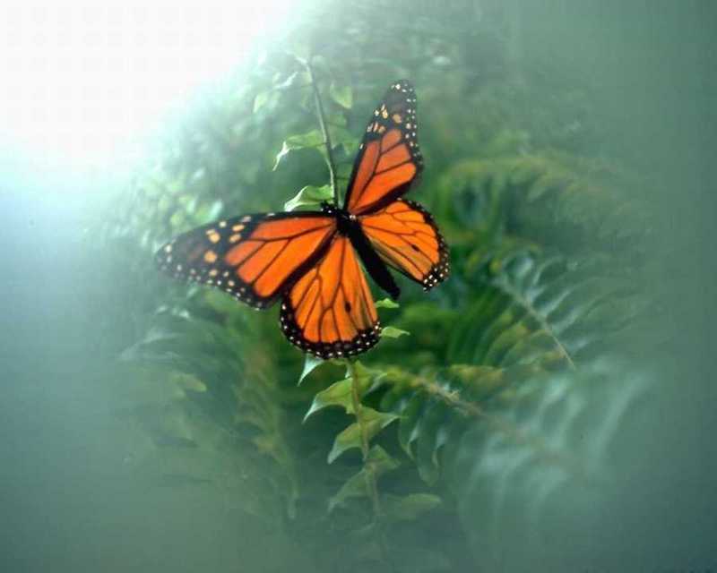 Queen Butterfly (Danaus gilippus) {!--여왕나비(북미)-->; DISPLAY FULL IMAGE.