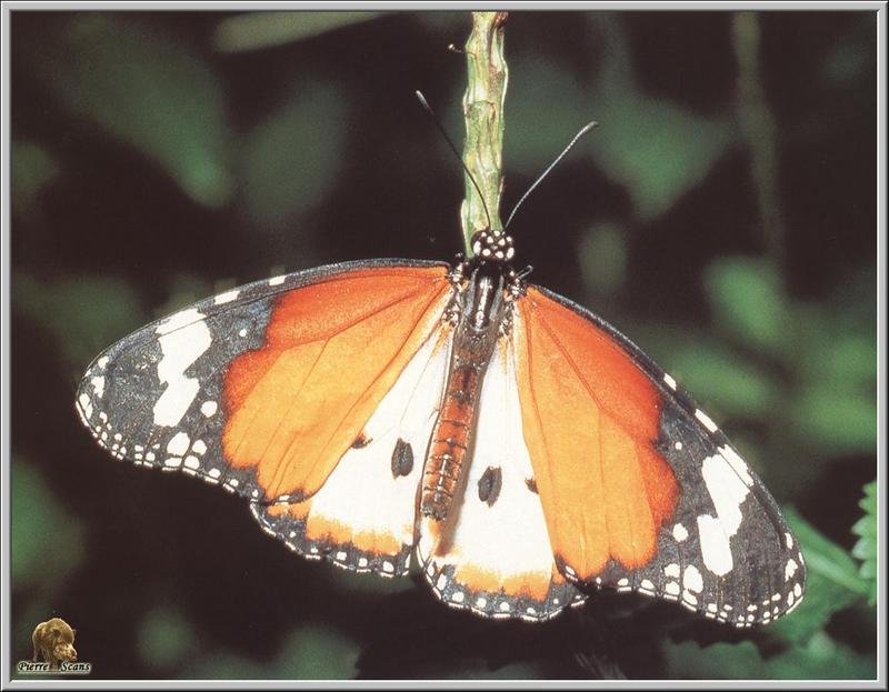 Plain Tiger (Danaus chrysippus) {!--아프리카황제나비-->; DISPLAY FULL IMAGE.