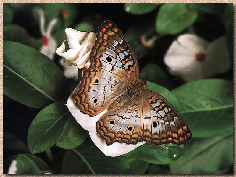 White Peacock Butterfly (Anartia jatrophae) {!--흰공작나비(아메리카)-->; DISPLAY FULL IMAGE.