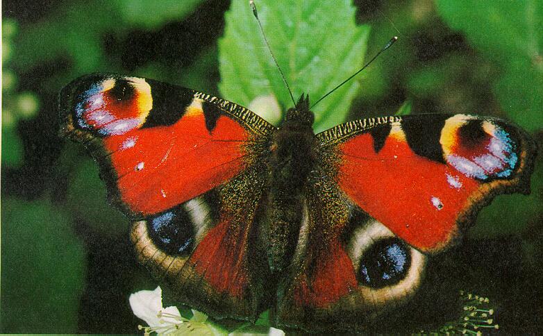 Peacock Butterfly (Inachis io) {!--공작나비-->; DISPLAY FULL IMAGE.