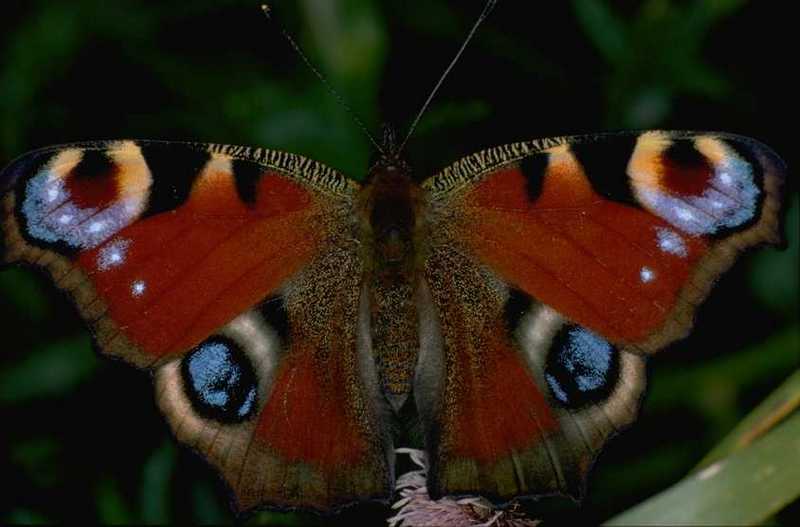 Peacock Butterfly (Inachis io) {!--공작나비-->; DISPLAY FULL IMAGE.