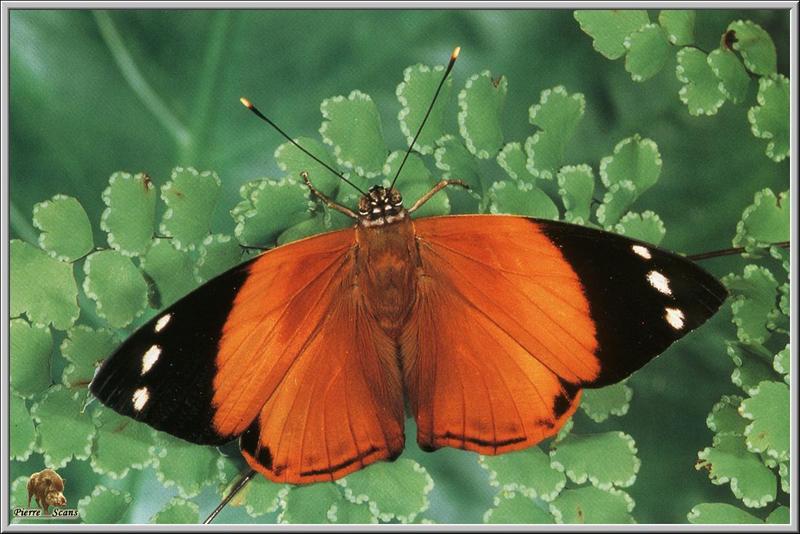 Blomfild's Beauty (Smyrna blomfildia) {!--멕시코산 나비-->; DISPLAY FULL IMAGE.