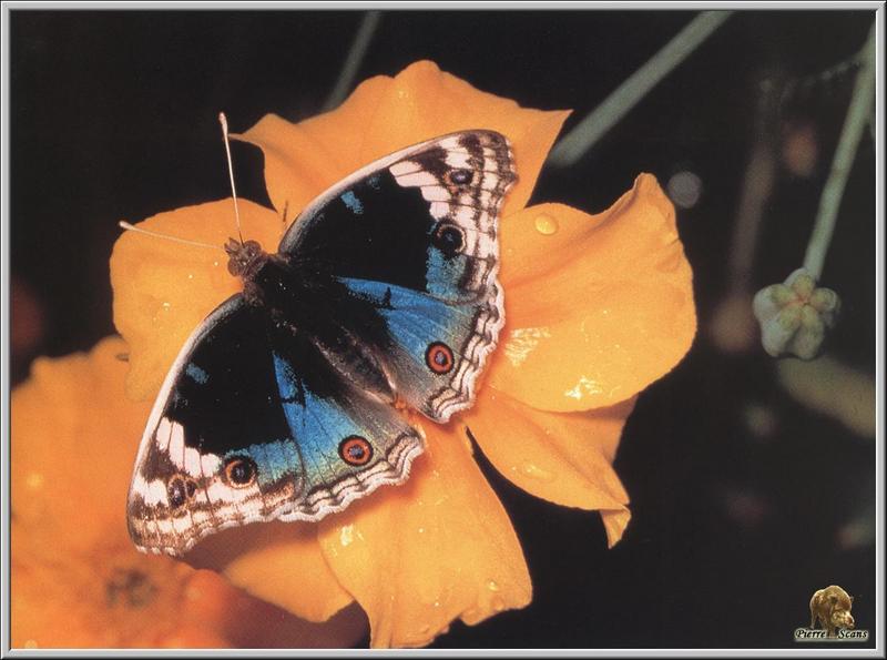 Blue Pansy (Precis orithya) {!--남색남방공작나비-->; DISPLAY FULL IMAGE.