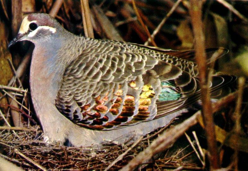 Common Bronzewing (Phaps chalcoptera) {!--호주산 비둘기류-->; DISPLAY FULL IMAGE.