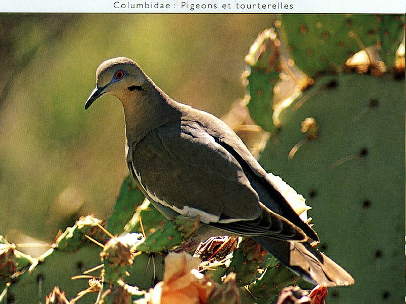 White-winged Dove (Zenaida asiatica) {!--흰죽지비둘기(아메리카대륙)-->; DISPLAY FULL IMAGE.