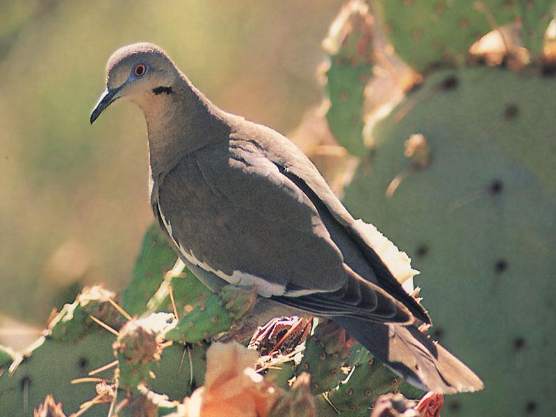 White-winged Dove (Zenaida asiatica) {!--흰죽지비둘기(아메리카대륙)-->; DISPLAY FULL IMAGE.