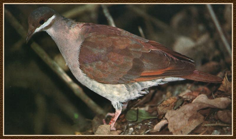 Key West Quail-Dove (Geotrygon chrysia) {!--흰줄비둘기-->; DISPLAY FULL IMAGE.