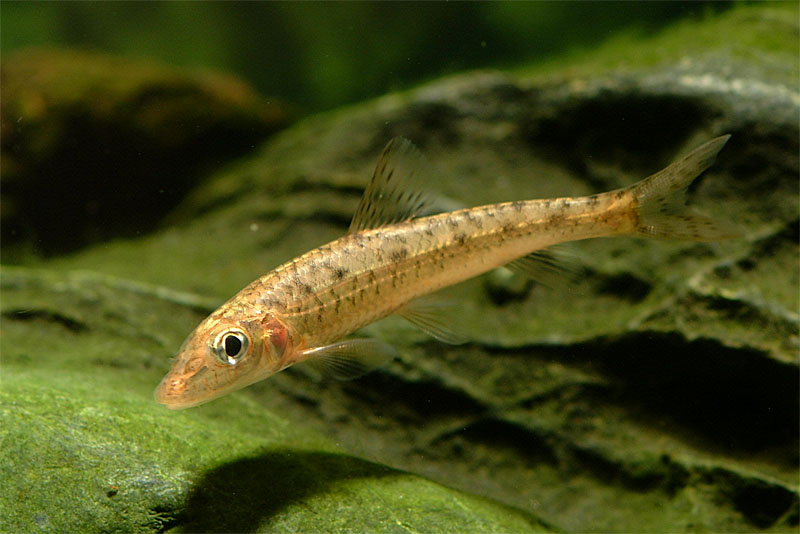 누치 Hemibarbus labeo (Barbel Steed); DISPLAY FULL IMAGE.