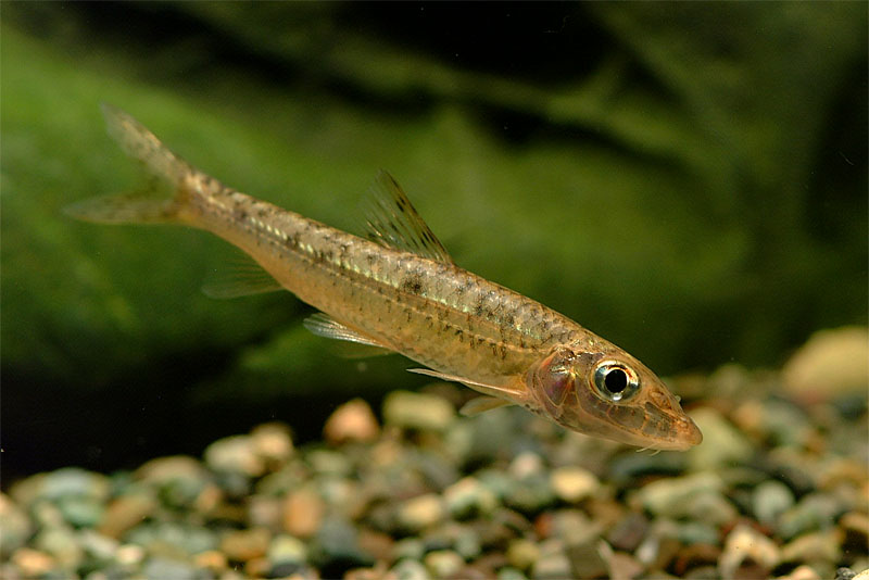 누치 Hemibarbus labeo (Barbel Steed); DISPLAY FULL IMAGE.