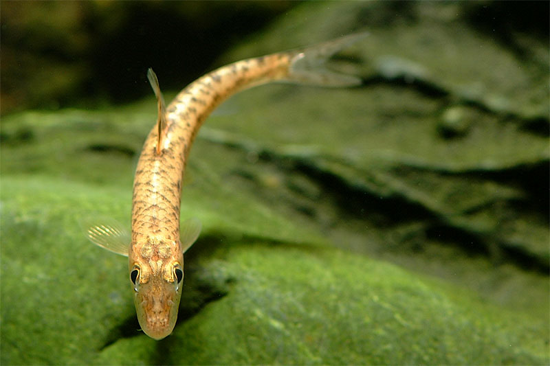 누치 Hemibarbus labeo (Barbel Steed); DISPLAY FULL IMAGE.