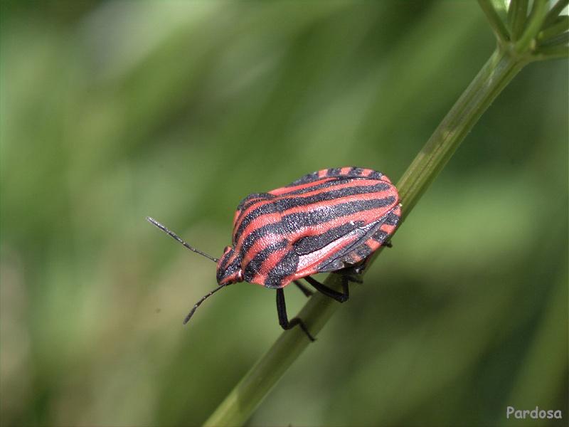 Harlequin Bug {!--노린재류-->; DISPLAY FULL IMAGE.