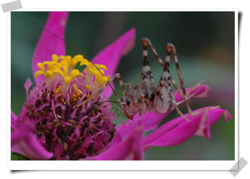 꼽등이 Diestrammena apicalis (Cave Grasshopper); DISPLAY FULL IMAGE.