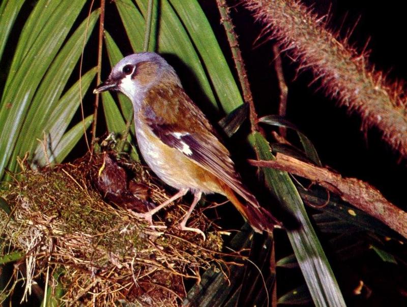 Grey-headed Robin (Heteromyias cinereifrons) {!--재머리울새(호주)-->; DISPLAY FULL IMAGE.