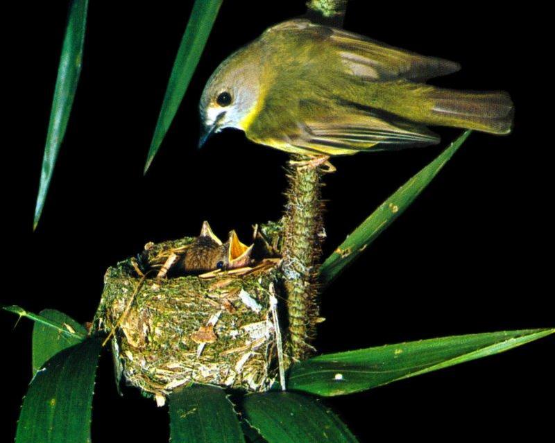 Pale-yellow Robin (Tregellasia capito) {!--노란배울새(호주)-->; DISPLAY FULL IMAGE.