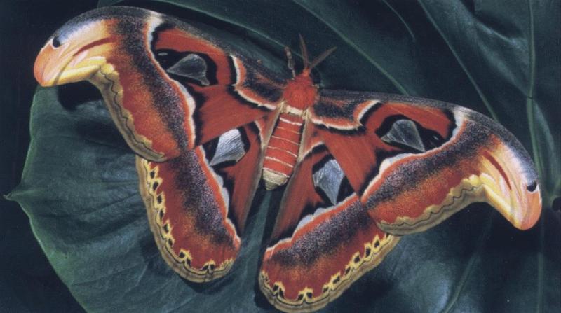 Atlas Moth (Attacus atlas) {!--아틀라스대왕나방(동남아시아)-->; DISPLAY FULL IMAGE.
