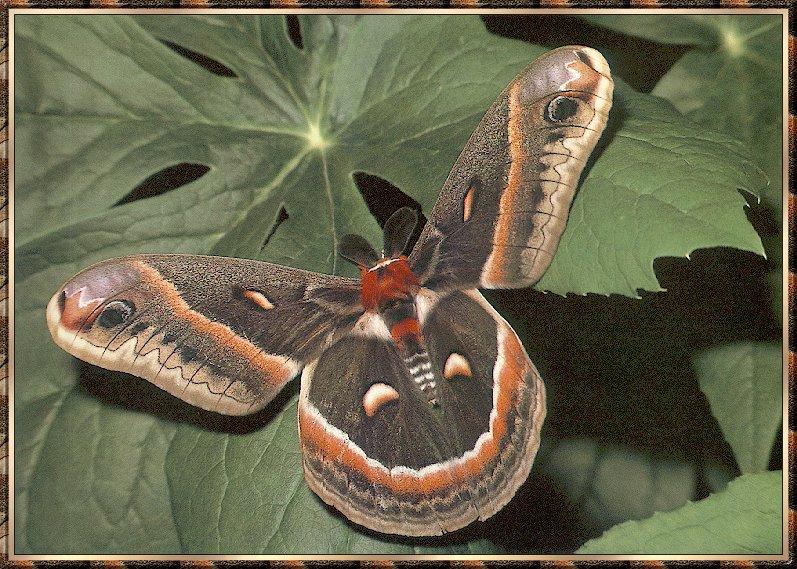 Cecropia Moth (Hyalophora cecropia) {!--세크로피아누에나방(북미)-->; DISPLAY FULL IMAGE.