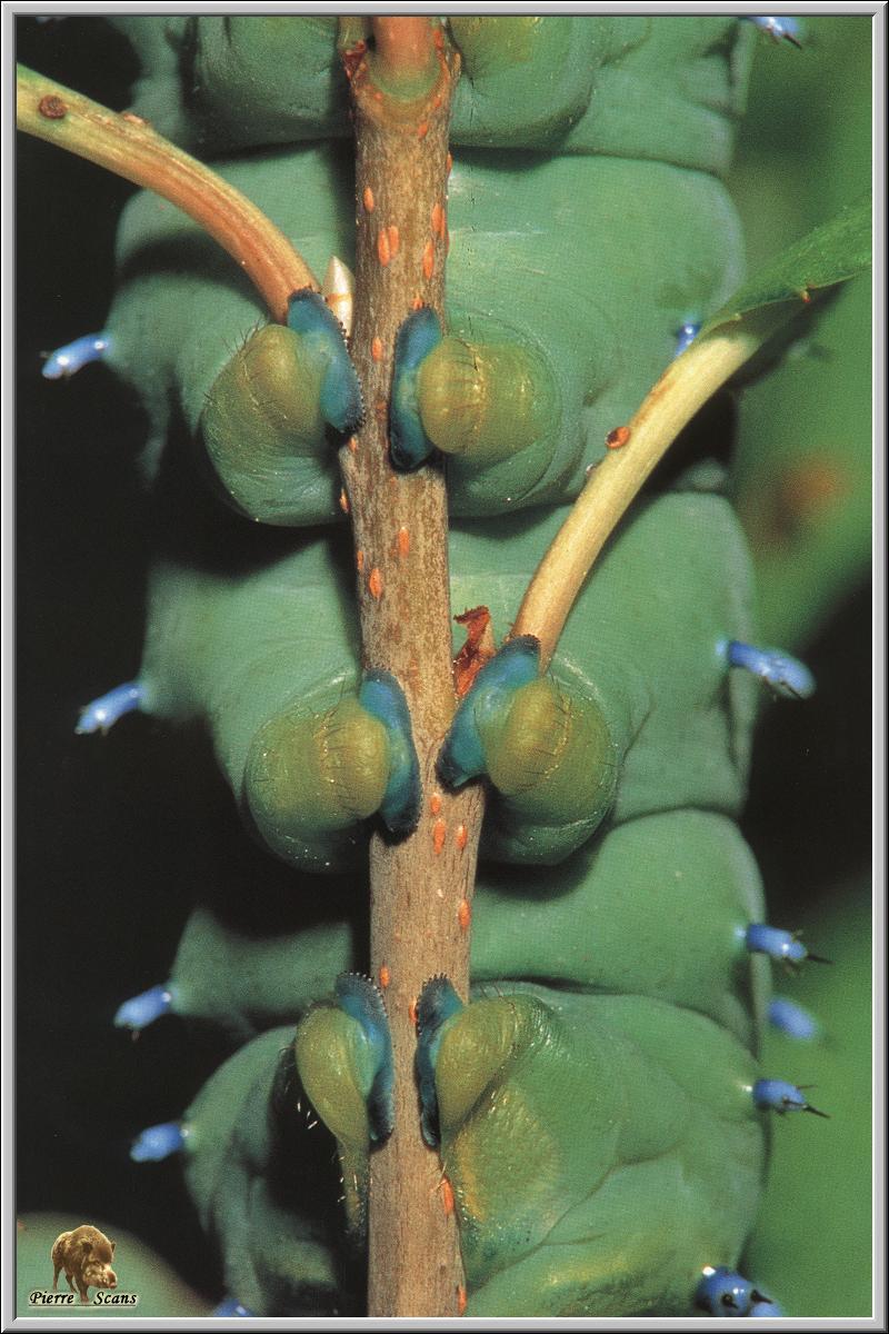 Cecropia Moth caterpillar (Hyalophora cecropia) {!--세크로피아누에나방(북미)-->; DISPLAY FULL IMAGE.