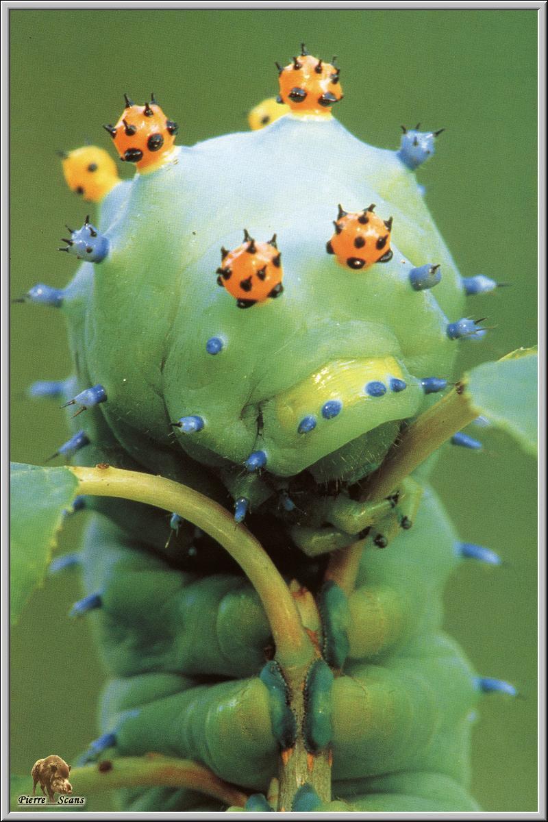 Cecropia Moth caterpillar (Hyalophora cecropia) {!--세크로피아누에나방(북미)-->; DISPLAY FULL IMAGE.