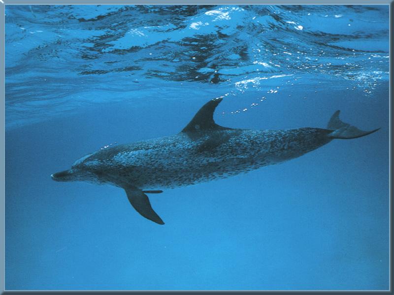 Pantropical Spotted Dolphin (Stenella attenuata) {!--점박이돌고래(알락물돼지)-->; DISPLAY FULL IMAGE.