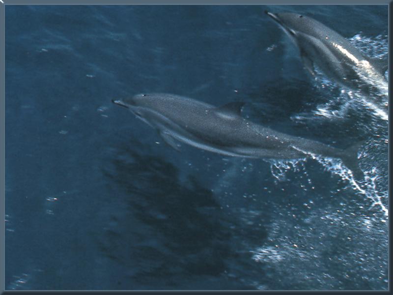 Clymene Dolphin (Stenella clymene) {!--클리멘돌고래-->; DISPLAY FULL IMAGE.
