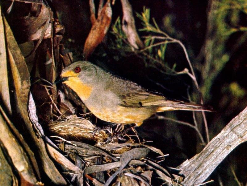 Buff-breasted Whistler (Australia); DISPLAY FULL IMAGE.