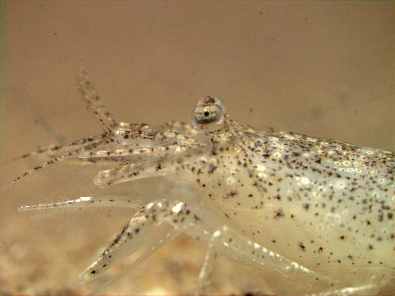 Brown Shrimp (Crangon crangon) {!--유럽자주새우(곰새우)-->; DISPLAY FULL IMAGE.