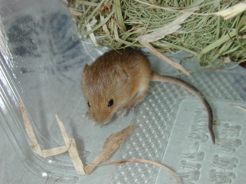 멧밭쥐 Micromys minutus (Eurasian harvest mouse); DISPLAY FULL IMAGE.
