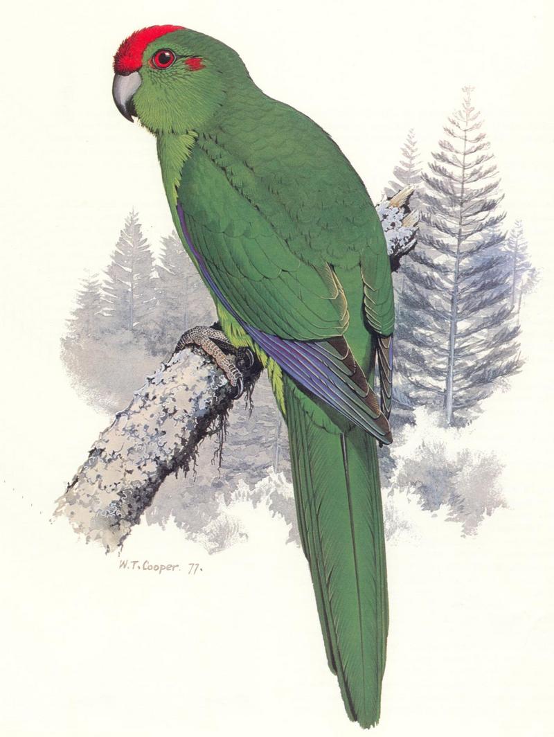 Red-crowned Parakeet subspecies Norfolk Island Parakeet (Cyanoramphus novaezelandiae cookii) {!--붉은이마앵무-->; DISPLAY FULL IMAGE.