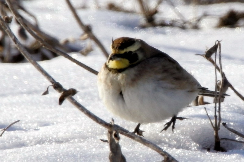 Horned Lark (Eremophila alpestris) {!--해변종다리(두뿔종다리)-->; DISPLAY FULL IMAGE.