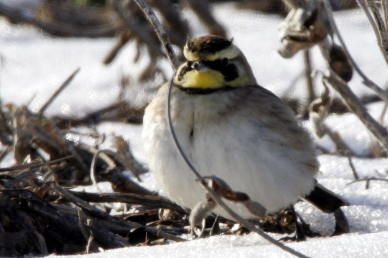 Horned Lark (Eremophila alpestris) {!--해변종다리(두뿔종다리)-->; DISPLAY FULL IMAGE.