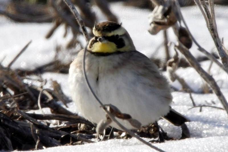 Horned Lark (Eremophila alpestris) {!--해변종다리(두뿔종다리)-->; DISPLAY FULL IMAGE.