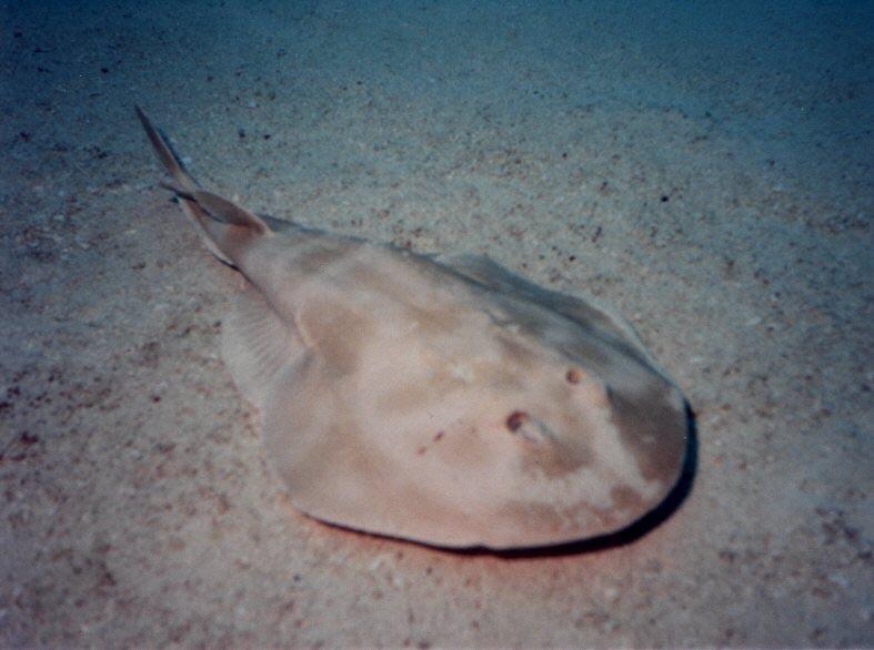 Electric Ray (Torpedinidae) {!--전기가오리과-->; DISPLAY FULL IMAGE.