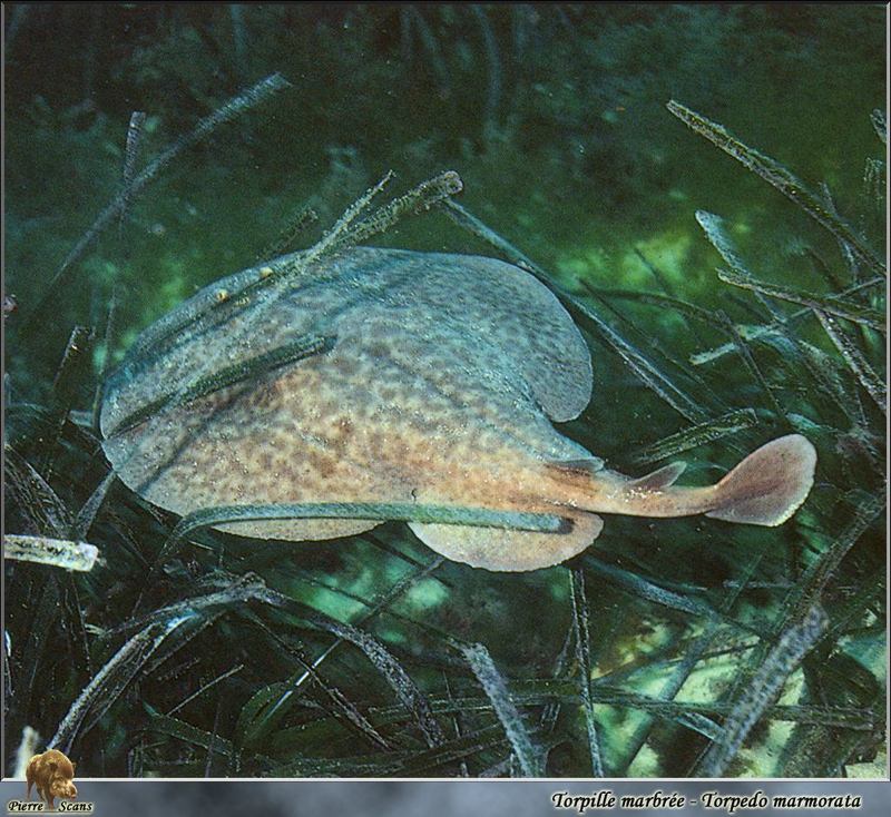 Marbled Electric Ray (Torpedo marmorata) {!--얼룩전기가오리/石紋電???-->; DISPLAY FULL IMAGE.