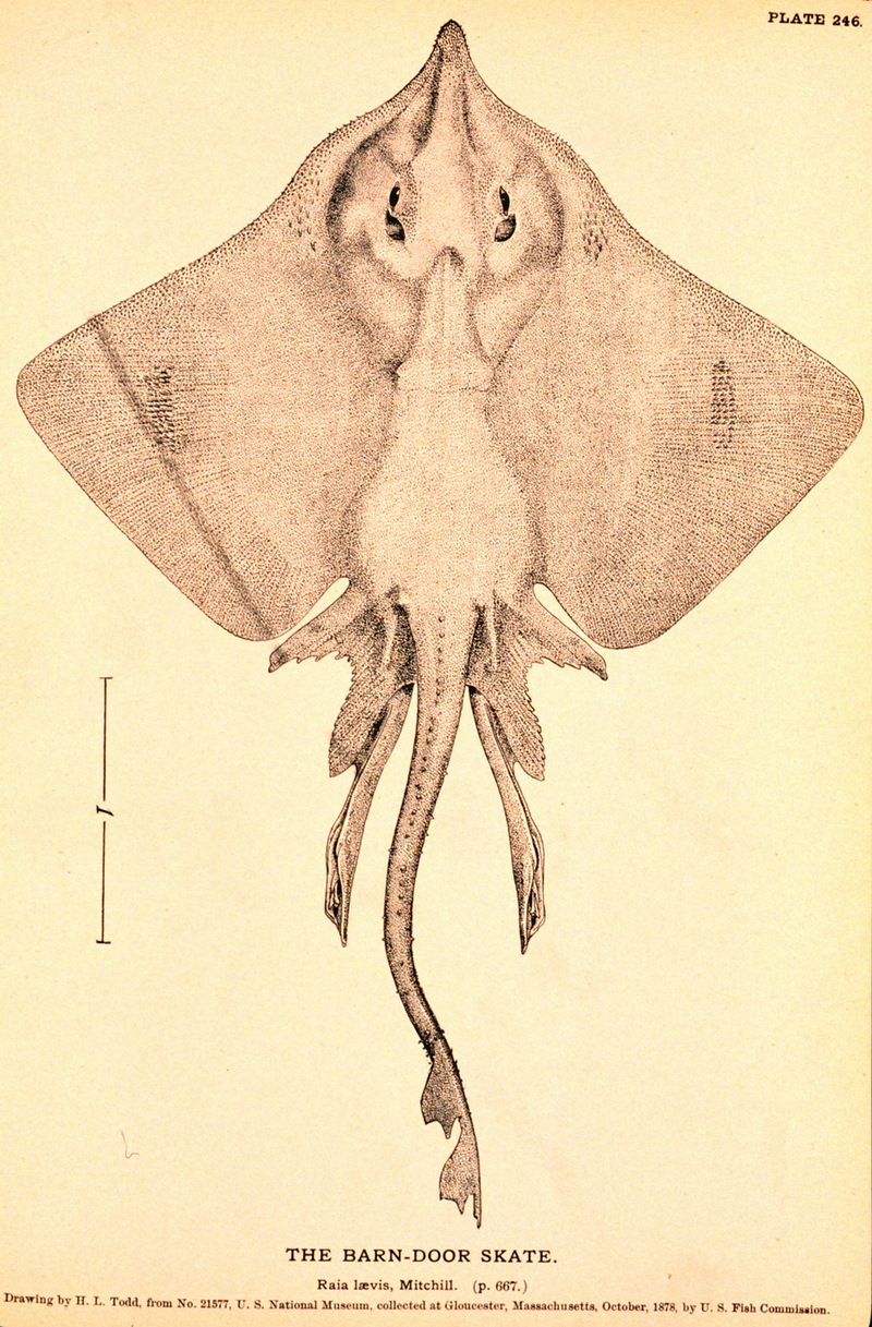 Barndoor Skate (Dipturus laevis) {!--홍어류-->; DISPLAY FULL IMAGE.