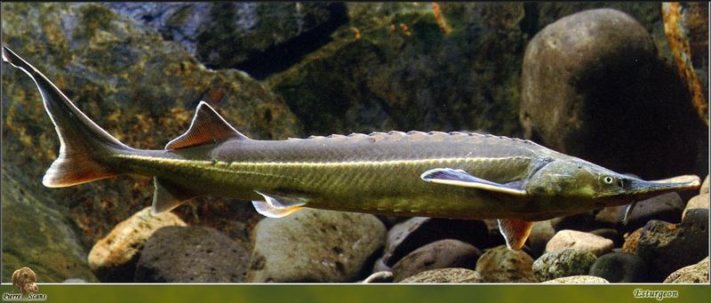 Sturgeon (Acipenseridae) {!--철갑상어과-->; DISPLAY FULL IMAGE.