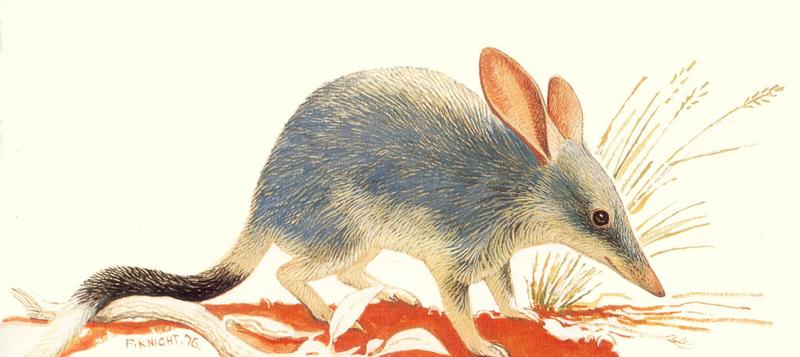 Greater Bilby (Macrotis lagotis) {!--긴귀주머니오소리(긴귀반디쿠트)-->; DISPLAY FULL IMAGE.