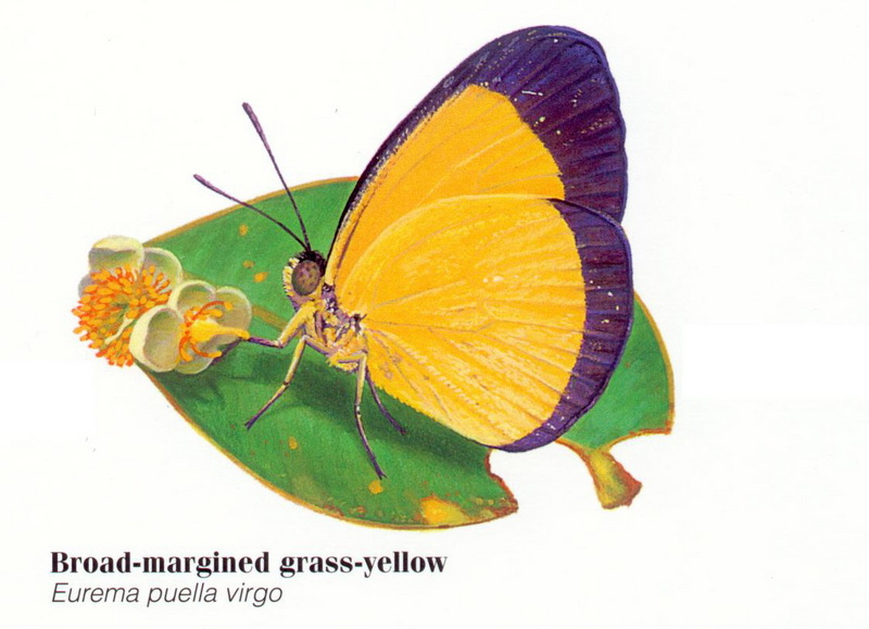 Broad-margined Grass-Yellow Butterfly(Eurema puella virgo) {!--호주산 노랑나비류-->; DISPLAY FULL IMAGE.