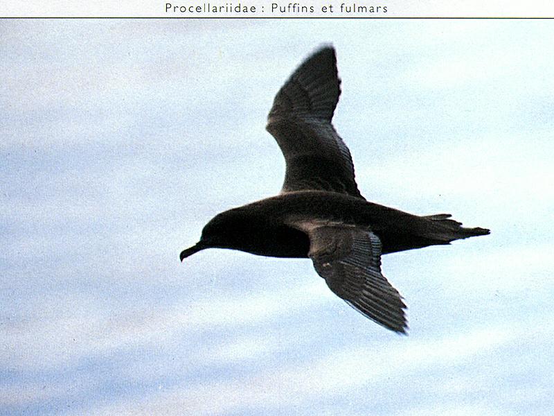 Fulmar of Shearwater? Can anyone ID this bird?; DISPLAY FULL IMAGE.