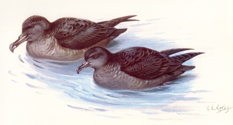 Sooty Shearwater (Puffinus griseus) {!--회색슴새--> & Short-tailed Shearwater (Puffinus tenuirostris) {!--쇠부리슴새-->; DISPLAY FULL IMAGE.