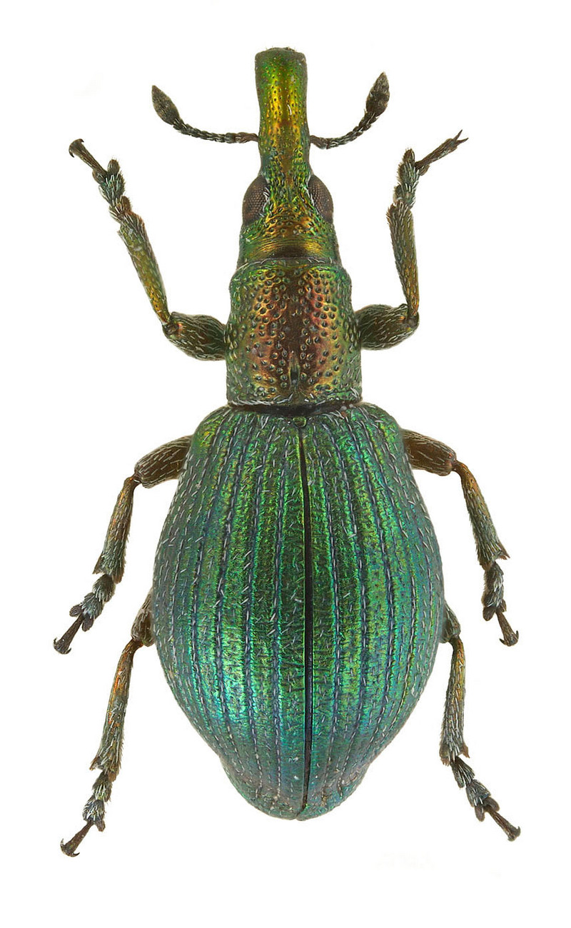 Apion artemisiae (Weevil from Russia) {!--바구미류/창주둥이바구미과(Apionidae)-->; DISPLAY FULL IMAGE.