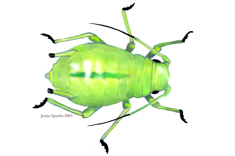 Greenbug (Schizaphis graminum) {!-- 보리두갈래진딧물-->; DISPLAY FULL IMAGE.