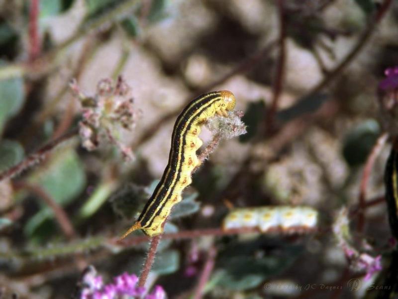 Caterpillar (Lepidoptera) {!--나비목 나방류/나비류의 유충-->; DISPLAY FULL IMAGE.