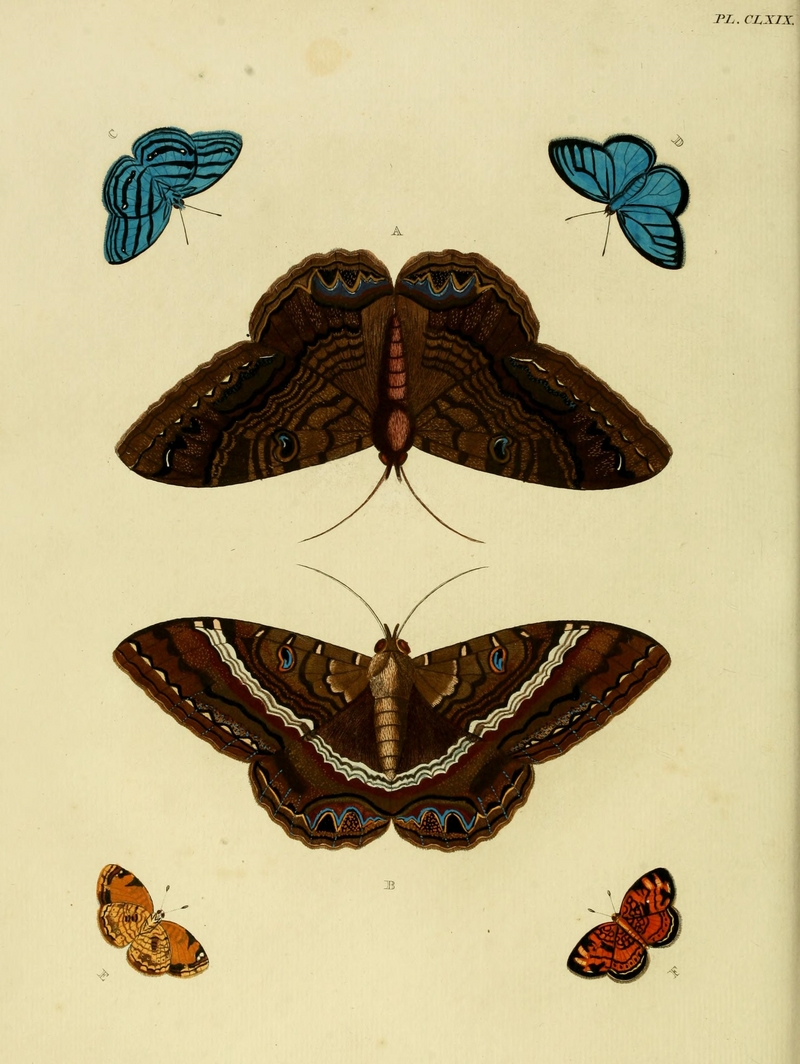 Black Witch Moth (Ascalapha odorata), Cepheuptychia cephus, Pearl Crescent (Phyciodes tharos); DISPLAY FULL IMAGE.