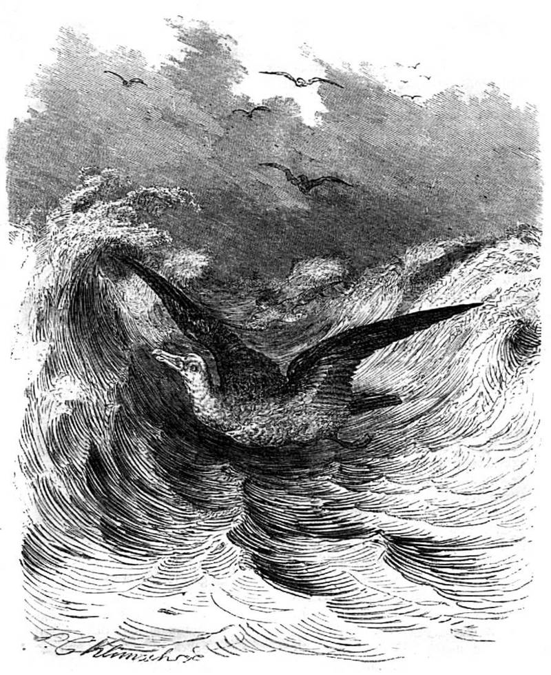 Northern fulmar (Fulmarus glacialis); DISPLAY FULL IMAGE.