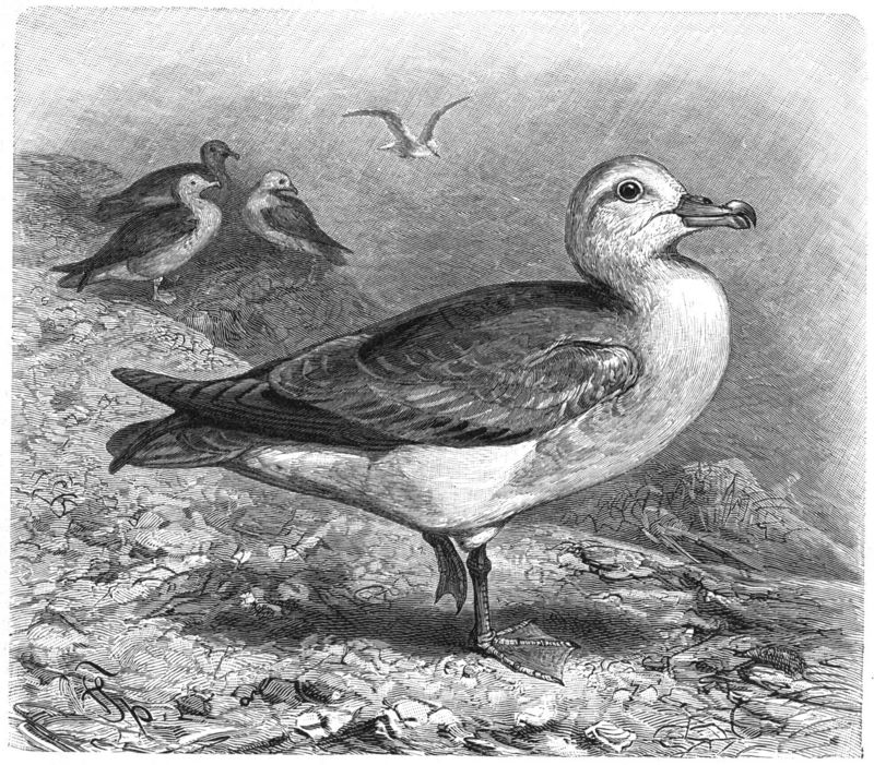 Northern fulmar (Fulmarus glacialis); DISPLAY FULL IMAGE.