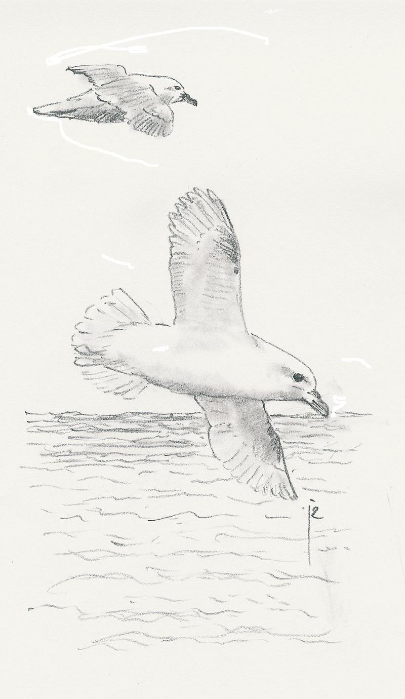 Northern fulmar (Fulmarus glacialis); DISPLAY FULL IMAGE.